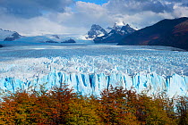Perito Moreno glacier viewed over bright autumn foliage, Patagonia, Argentina. April 2013. Non-ex.