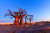 Baobab trees against dusk sky. Kubu Island, Makgadikgadi pans, Botswana. May 2012. Non-ex.
