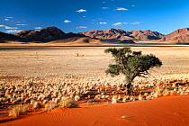 Camelthorn tree in mountainous valley. Namib Rand, Namibia. May 2010. Non-ex.