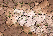 Grass growing through cracked mud with imprints of rain drops after heavy rains in the desert. Sossusvlei, Namib Naukluft National Park, Namibia. February 2011. Non-ex.
