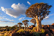 Quiver trees below a cloudy summer sky. Quiver Tree Forest, Keetmanshoop, Namibia. March 212. Non-ex.