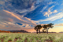 Camelthorn trees in grassy valley at sunset. Namib Naukluft National Park, Namibia. February 2011. Non-ex.