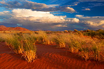 Desert landscape in afternoon sunlight below stormy skies. Namib Rand, Namibia. March 2012. Non-ex.