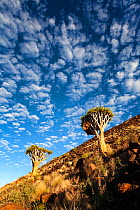 Quiver trees on the side of a rocky mountain. Namib Rand, Namibia. March 2012. Non-ex.
