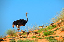 Ostrich (Struthio camelus) with chicks on a dune in the Kalahari. Kgalagadi Transfrontier Park, Southern Africa, February. Non-ex.