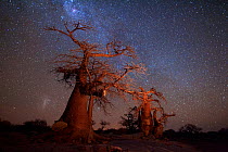 Baobab trees against a starry night sky. Kubu Island, Makgadikgadi pans, Botswana. May 2012. Non-ex.