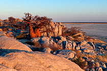 Rocks and baobab trees at sunrise. Kubu Island, Makgadikgadi pans, Botswana. May 2012. Non-ex.