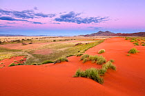 Dusk over a green desert landscape after plentiful rains. Namib Rand, Namibia. April 2011. Non-ex.