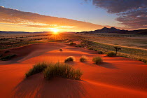 Sunrise over a green desert landscape after plentiful rains. Namib Rand, Namibia. April 2011. Non-ex.