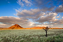 Green desert landscape at dusk after plentiful summer rains. Namib Rand, Namibia. April 2011. Non-ex.