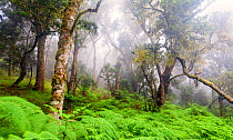 Indigenous forest in misty conditions. Debengeni Falls, Magoebaskloof, Limpopo, South Africa. May 2012. Non-ex.