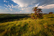 Palms on a hill under a cloudy sky. Pondoland, Eastern Cape, South Africa. December 2008. Non-ex.