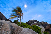 Palm bending in the wind below a full moon. La Digue Island, Seychelles. October 2012. Non-ex.