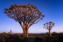 Quiver trees below a twilight sky and the first stars. Quiver Tree Forest, Keetmanshoop, Namibia. February 2012. Non-ex.