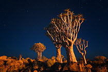 Quiver trees below early night sky. Quiver Tree Forest, Keetmanshoop, Namibia. February 2012. Non-ex.