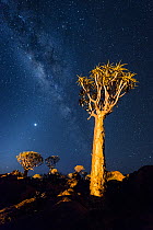 Quiver trees below night sky. Quiver Tree Forest, Keetmanshoop, Namibia. February 2012. Non-ex.