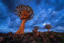 Quiver trees against blue twilight sky. Quiver Tree Forest, Keetmanshoop, Namibia. March 2012. Non-ex.
