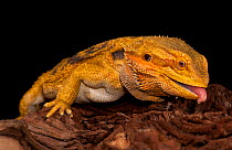 Bearded dragon (Pogona vitticeps) sticking out tongue, captive, occurs in Australia. Available for on-line use only.