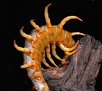 Centipede (Chilopoda sp) showing legs as it climbs over wood. Available for on-line use only.