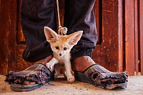 Young Fennec fox (Vulpes zerda) cub, offered for sale to the photographer by the young man who trapped it in the desert. Kebili Region, Tunisia. May 2014. Winner of the World in our Hands category, Wi...