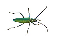 Musk beetle (Aromia moschata) Friuli Venezia Giulia, Italy, August  Meetyourneighbours.net project.