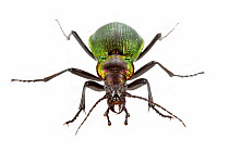 Ground beetle (Carabus olympiae) Piemonte, Italy, September. Meetyourneighbours.net project