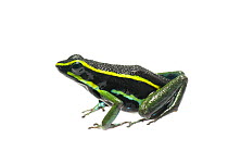 Three striped poison frog (Ameerega trivittata), Kanuku Mountains, Guyana, July. Meetyourneighbours.net project.