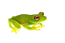 Demerara Falls tree frog (Hypsiboas cinerascens), Kanuku Mountains, Guyana, July. Meetyourneighbours.net project.