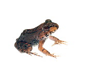 Juvenile Knudsen's thin-toed frog (Leptodactylus knudseni), Kanuku Mountains, Guyana, July. Meetyourneighbours.net project.