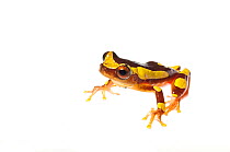 Hourglass tree frog (Dendropsophus leucophyllatus), Kanuku Mountains, Guyana, July. Meetyourneighbours.net project.