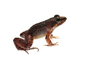 Peters' ground frog (Leptodactylus petersi), Berbice River, Guyana, September. Meetyourneighbours.net project.