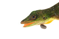 Amazon Green Anole (Anolis punctatus) with an engorged tick, Berbice River, Guyana, September. Meetyourneighbours.net project.