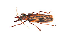Long-horned Beetle (Macrodontia cervicornis), Berbice River, Guyana, September. Meetyourneighbours.net project.