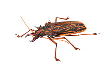 Long-horned Beetle (Macrodontia cervicornis), Berbice River, Guyana, September. Meetyourneighbours.net project.