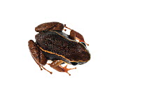 Rocket frog (Allobates femoralis), Berbice River, Guyana, September. Meetyourneighbours.net project.