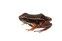 Rocket frog (Allobates femoralis), Berbice River, Guyana, September. Meetyourneighbours.net project.