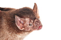 Vampire bat (Desmodus rotundus) portrait, Berbice River, Guyana, September. Meetyourneighbours.net project.