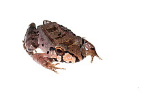 Knudsen's thin-toed frog (Leptodactylus knudseni), Berbice River, Guyana, September. Meetyourneighbours.net project.