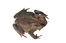 Crested toad (Rhinella martyi), Berbice River, Guyana, September. Meetyourneighbours.net project.