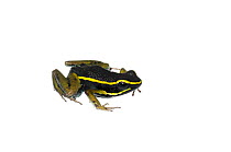 Three striped poison frog (Ameerega trivittatus), Berbice River, Guyana, September. Meetyourneighbours.net project.