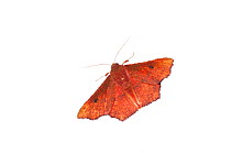 Geometer moth species (Geometridae) Berbice Forest, Guyana, September. Meetyourneighbours.net project.
