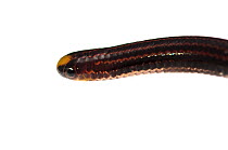 Guyana blind snake (Epictia albifrons) close up of head, Berbice River, Guyana, September. Meetyourneighbours.net project.