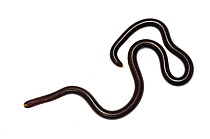 Guyana blind snake (Epictia albifrons), Berbice River, Guyana, September. Meetyourneighbours.net project.