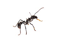 Bullet ant (Paraponera clavata), Berbice River, Guyana, September. Meetyourneighbours.net project.