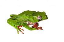 Giant Waxy Monkey Tree frog (Phyllomedusa bicolor), Berbice River, Guyana, September. Meetyourneighbours.net project.