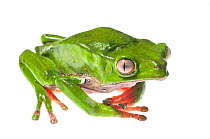 Giant Waxy Monkey Tree frog (Phyllomedusa bicolor), Berbice River, Guyana, September. Meetyourneighbours.net project.
