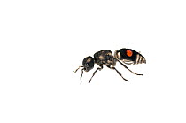 Velvet Ant (Hoplomutilla sp.), Berbice River, Guyana, September. Meetyourneighbours.net project.