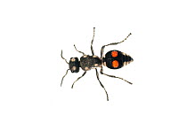 Velvet Ant (Hoplomutilla sp.), Berbice River, Guyana, September. Meetyourneighbours.net project.