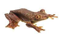 Gladiator tree frog (Hypsiboas boans), Berbice River, Guyana, September. Meetyourneighbours.net project.