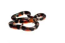 False Coral Snake (Erythrolamprus aesculapii), Berbice River, Guyana, September. Meetyourneighbours.net project.
